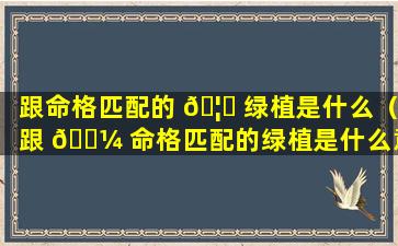 跟命格匹配的 🦉 绿植是什么（跟 🐼 命格匹配的绿植是什么意思）